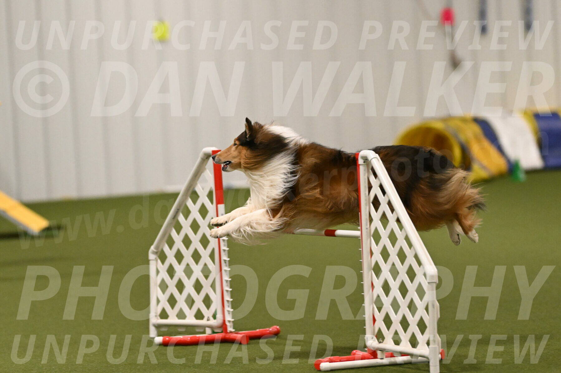 Punch-Carolynne-Rose-04427