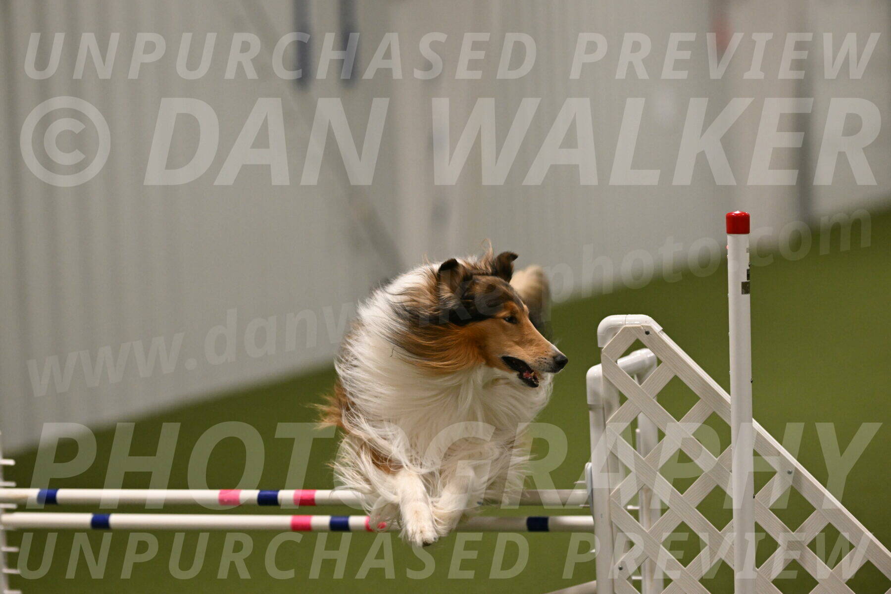 Punch-Carolynne-Rose-04433