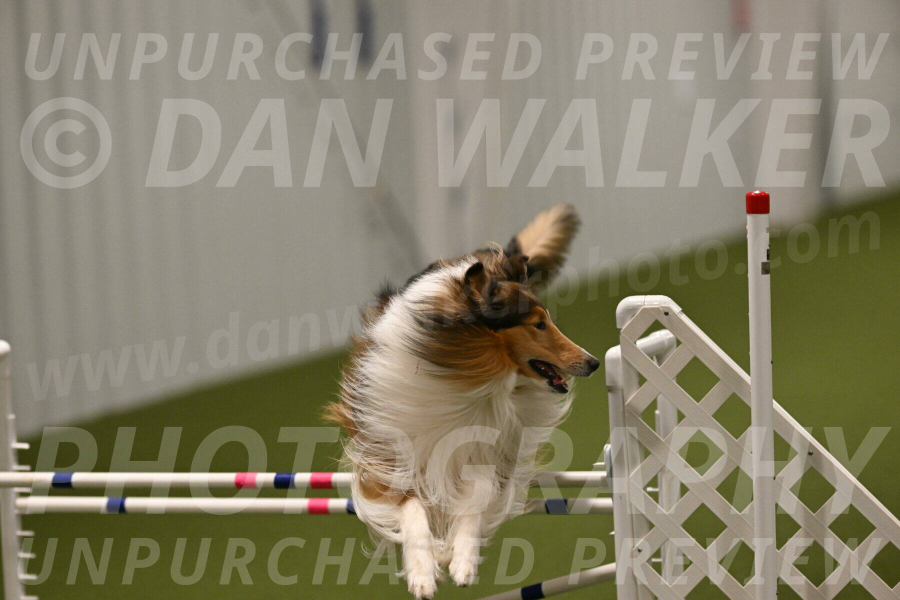 Punch-Carolynne-Rose-04434