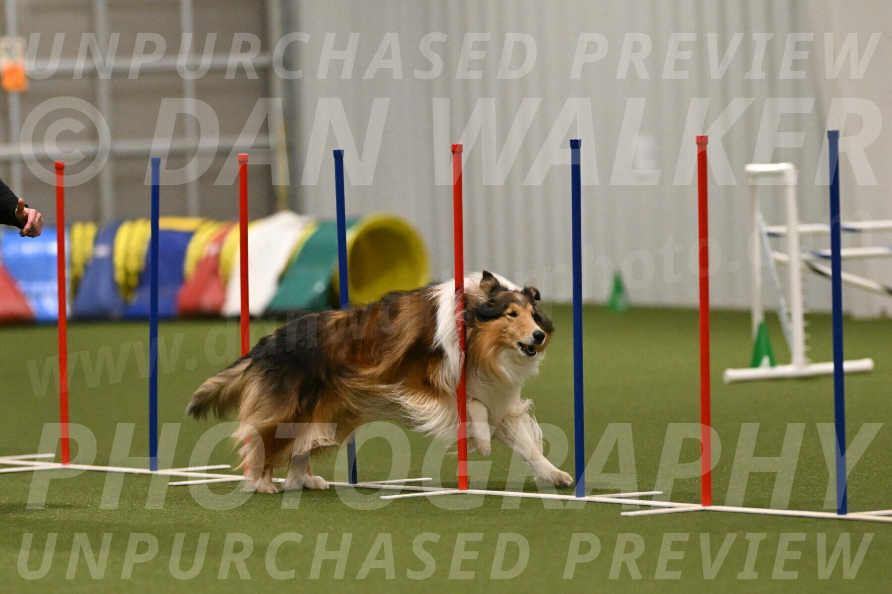 Punch-Carolynne-Rose-04437