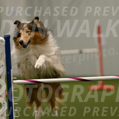 Punch-Carolynne-Rose-04438