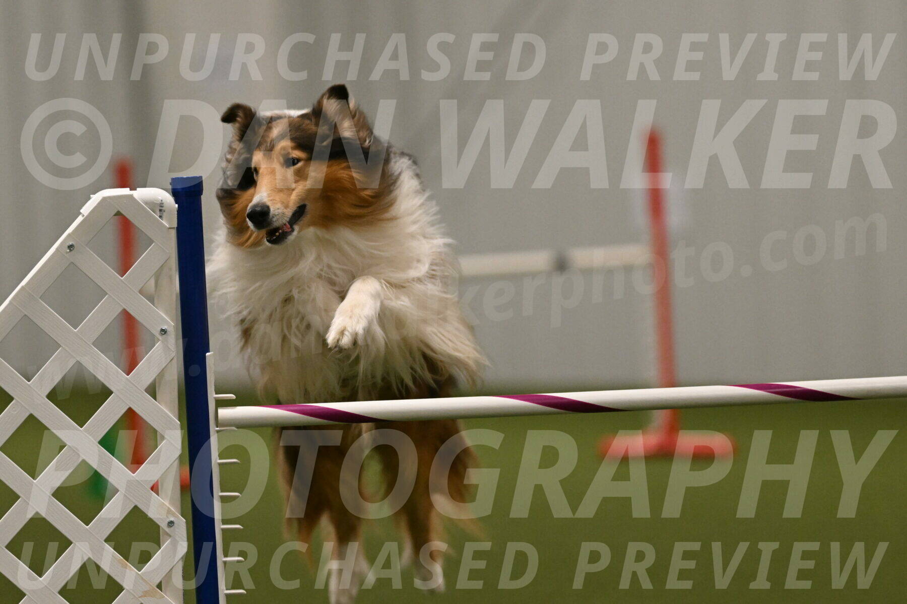 Punch-Carolynne-Rose-04438