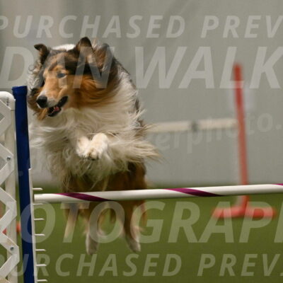 Punch-Carolynne-Rose-04439