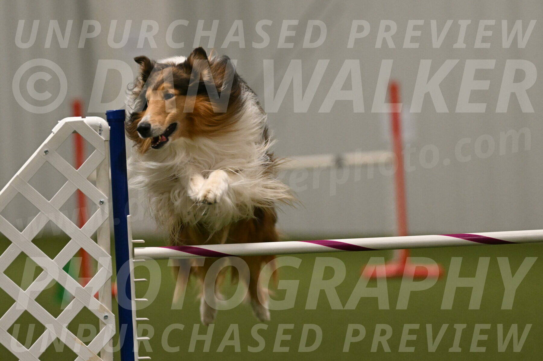 Punch-Carolynne-Rose-04439