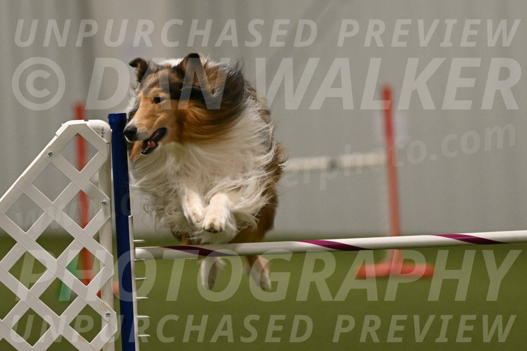 Punch-Carolynne-Rose-04440