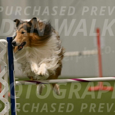 Punch-Carolynne-Rose-04440