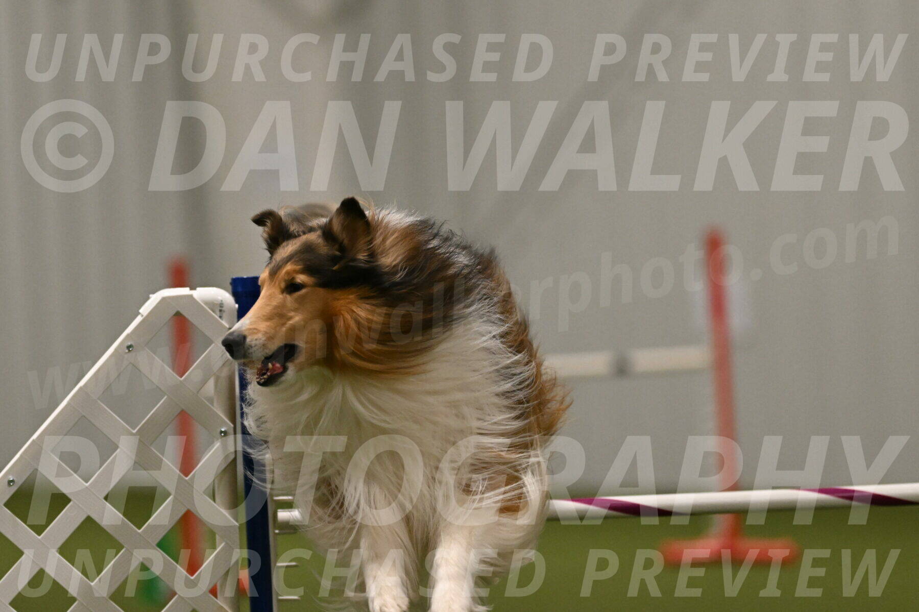 Punch-Carolynne-Rose-04441