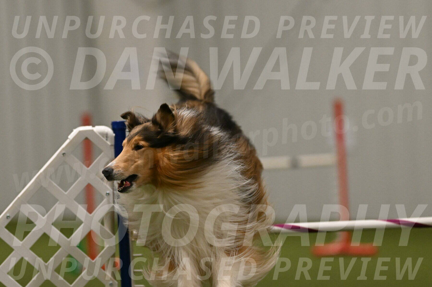 Punch-Carolynne-Rose-04442