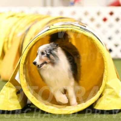 Ruffiann-Anne-Ujczo-01509