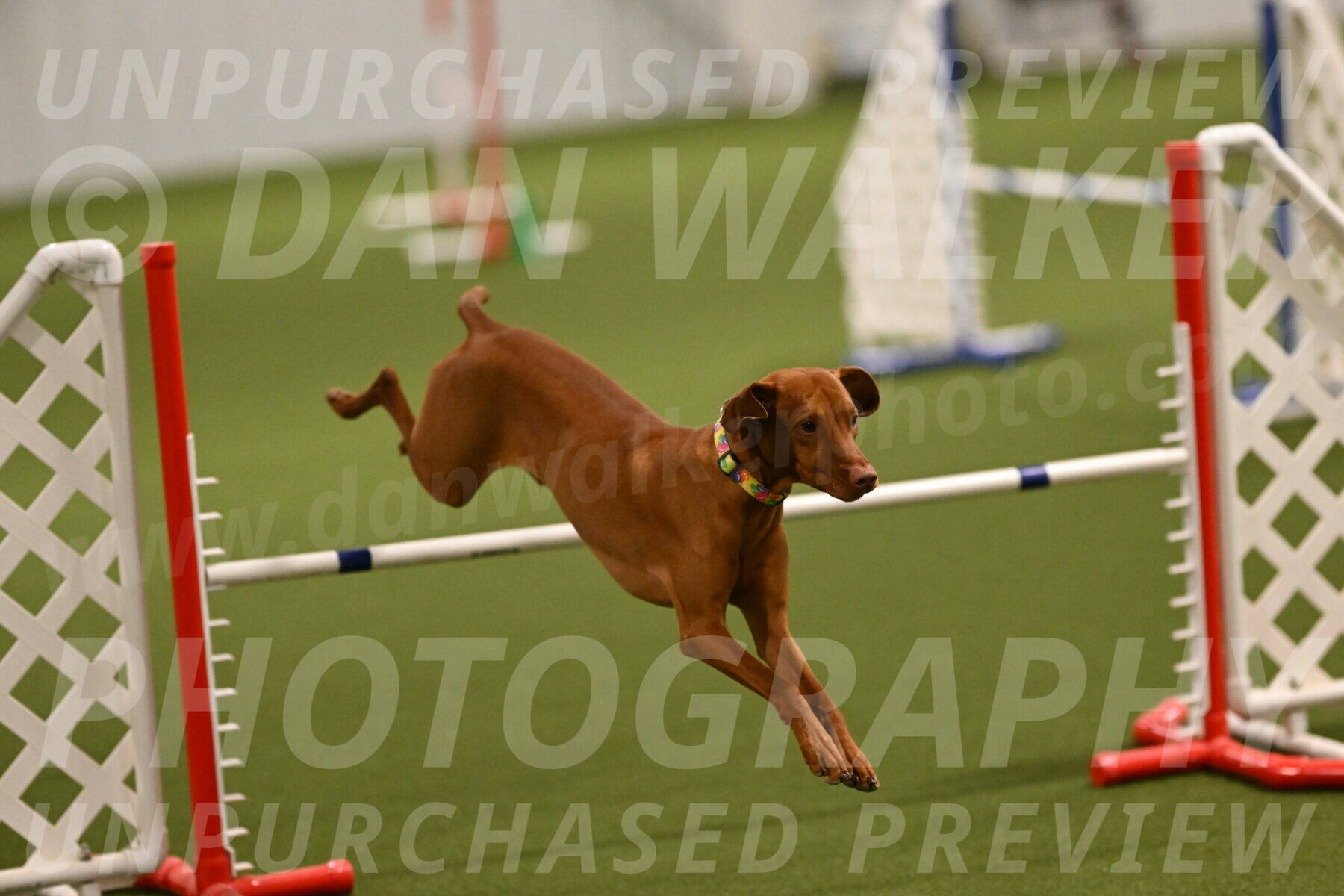 Rumble-Tim-Dillon-02838