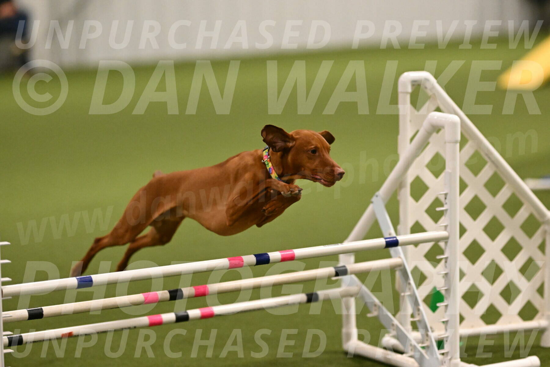 Rumble-Tim-Dillon-02844