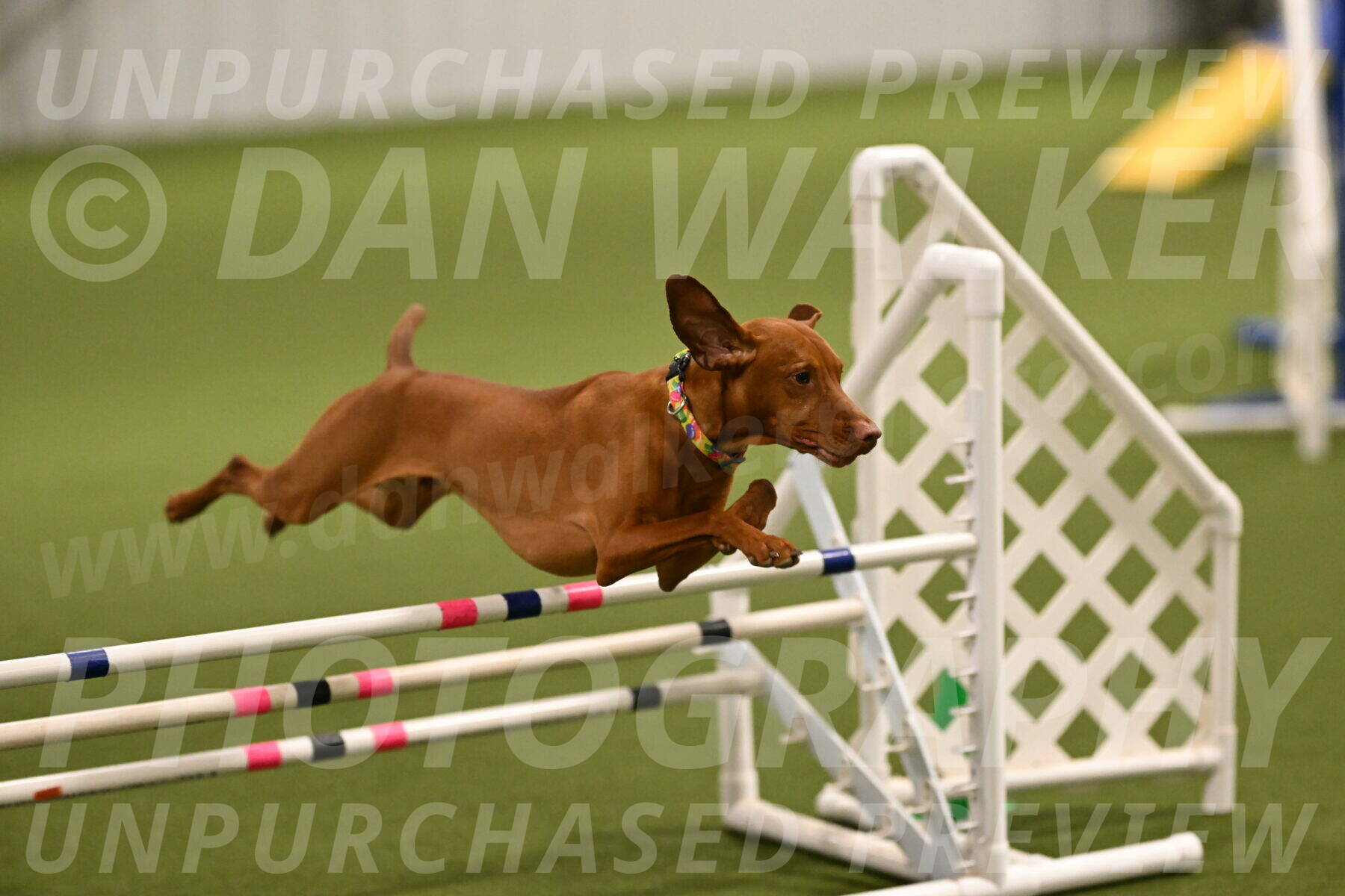 Rumble-Tim-Dillon-02845