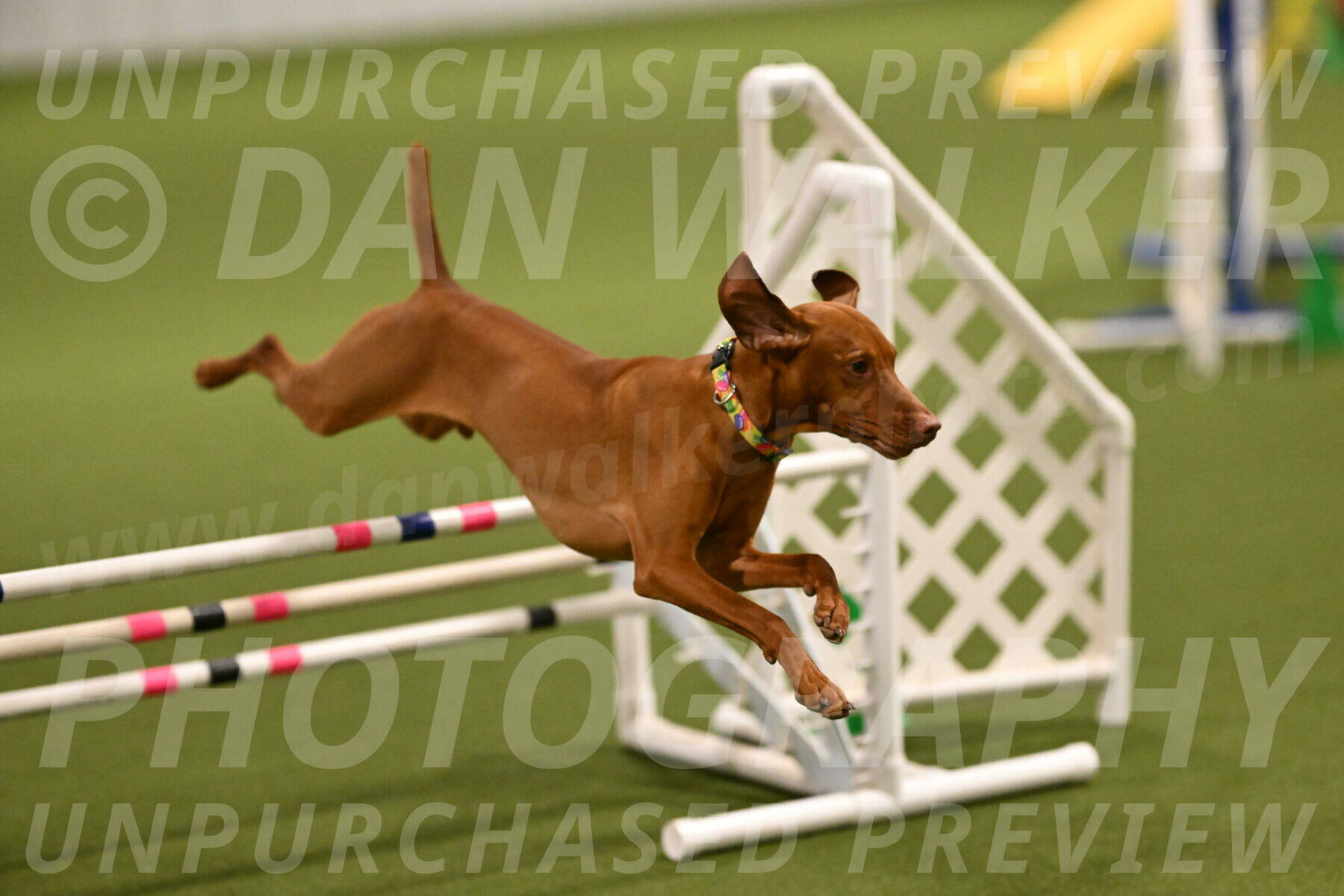 Rumble-Tim-Dillon-02846