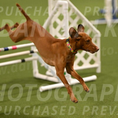 Rumble-Tim-Dillon-02847