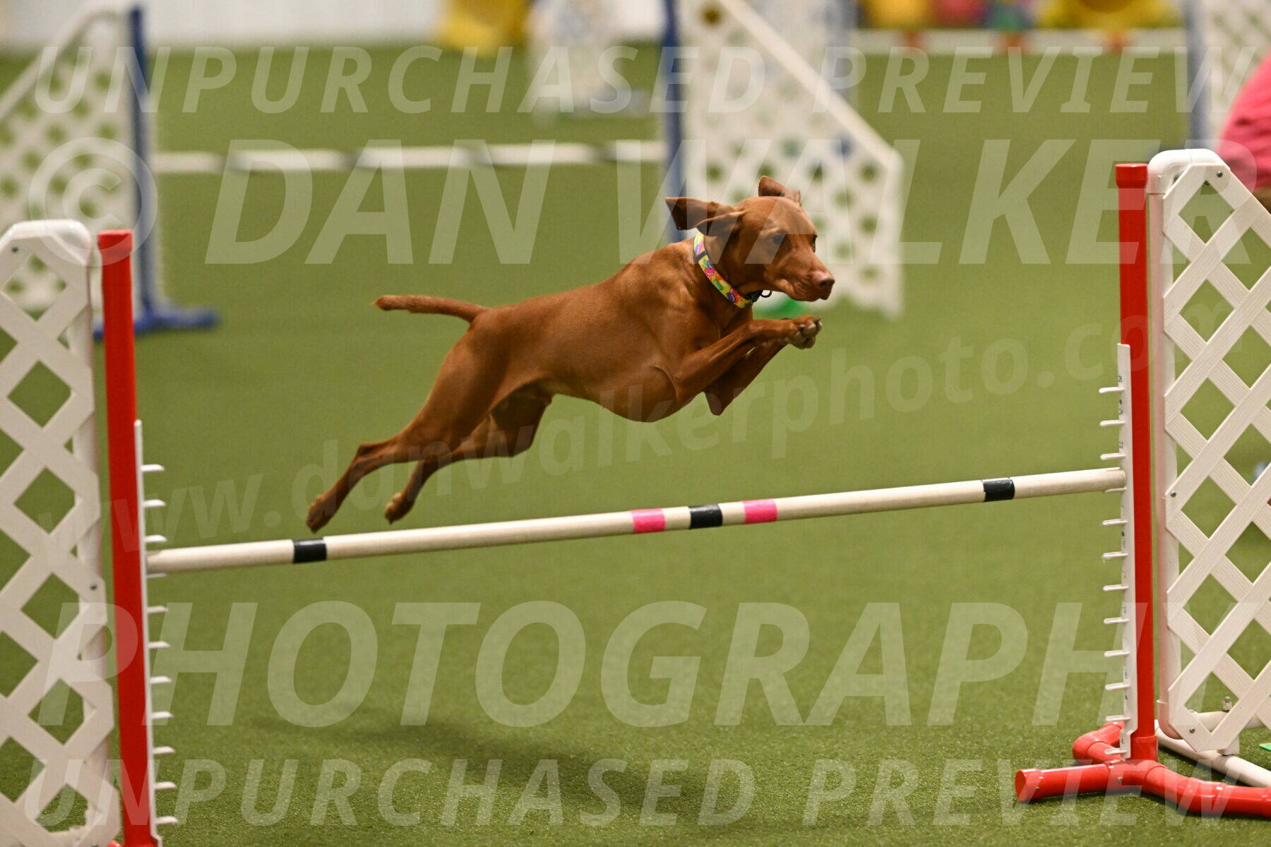 Rumble-Tim-Dillon-02853