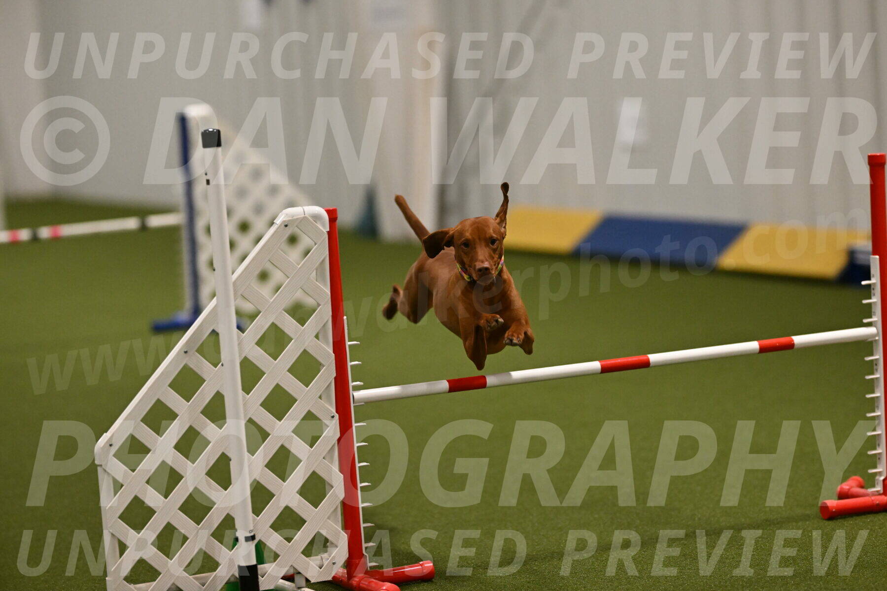 Rumble-Tim-Dillon-02859