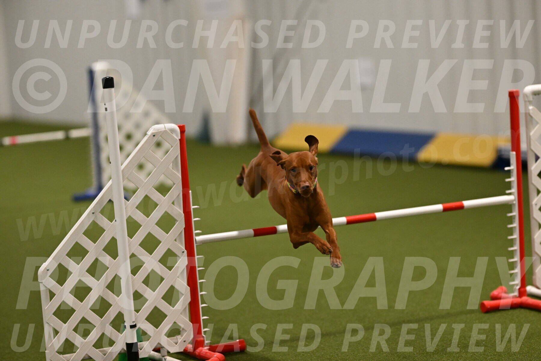 Rumble-Tim-Dillon-02860