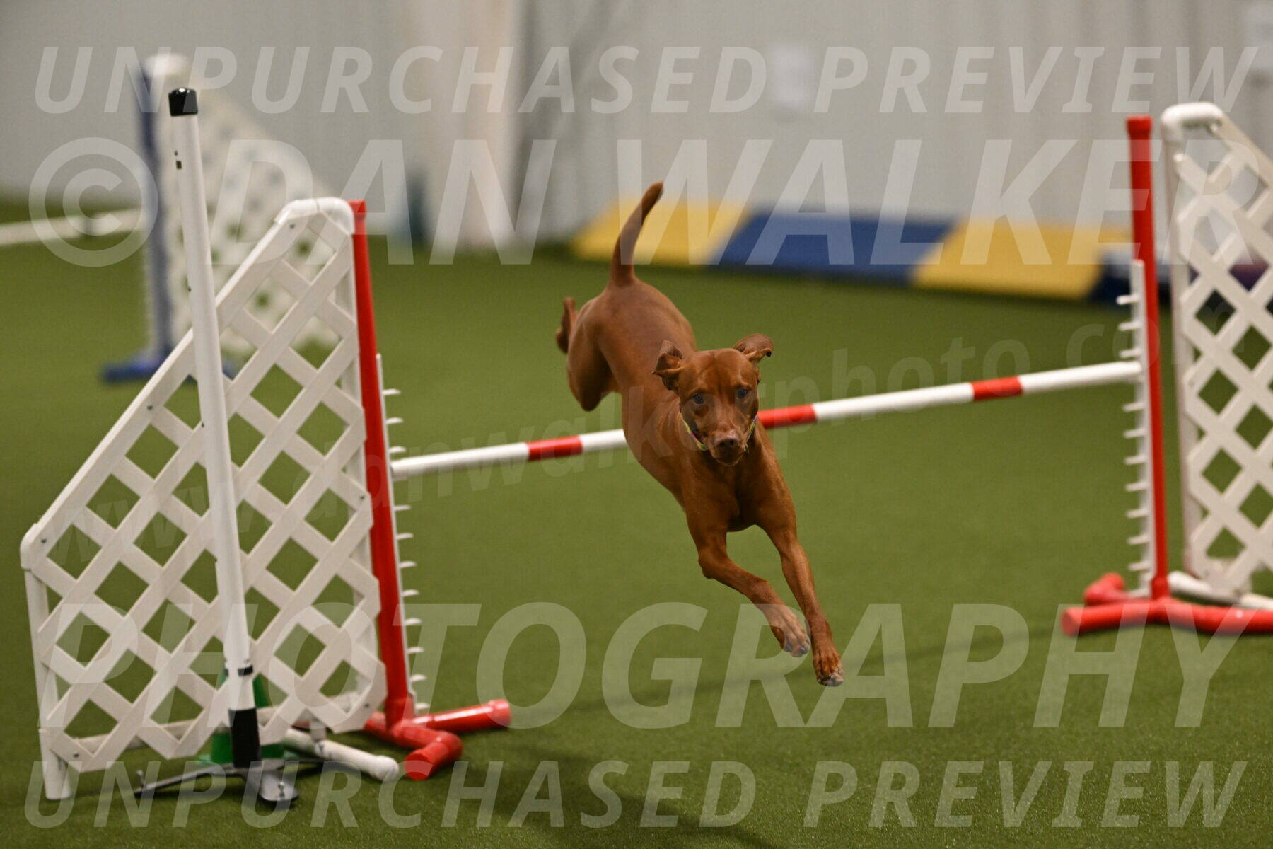 Rumble-Tim-Dillon-02861