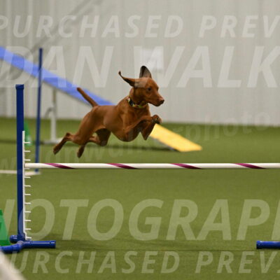 Rumble-Tim-Dillon-02862