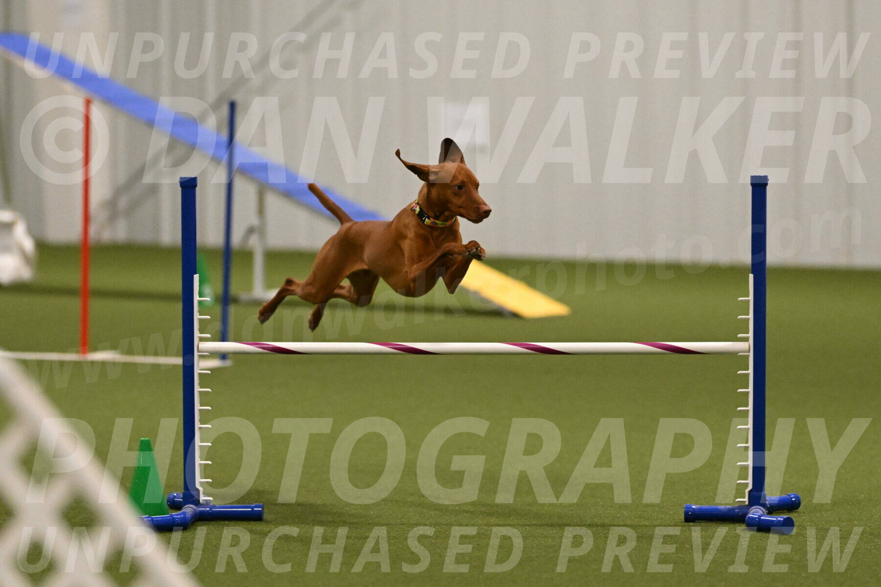 Rumble-Tim-Dillon-02862