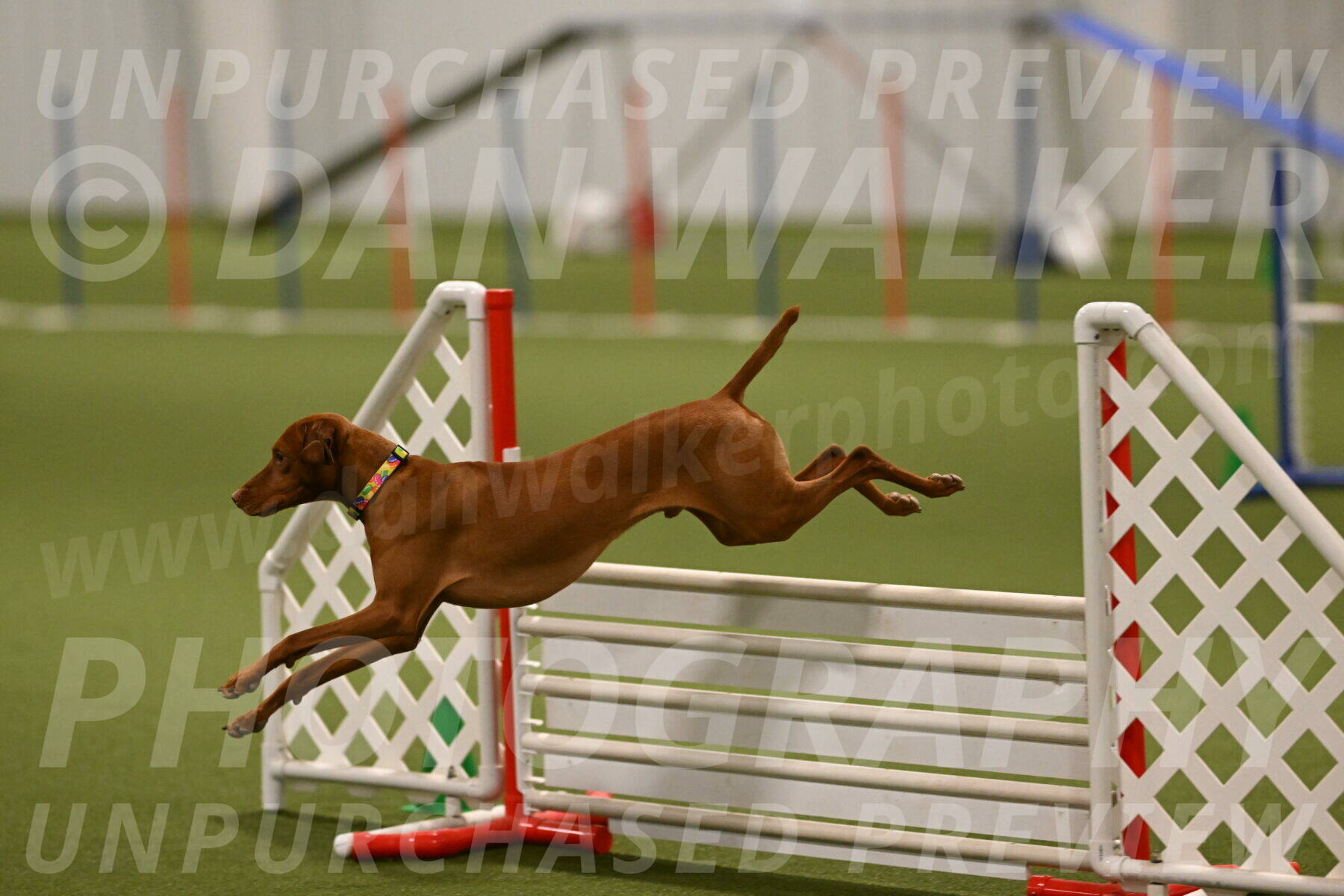 Rumble-Tim-Dillon-02866