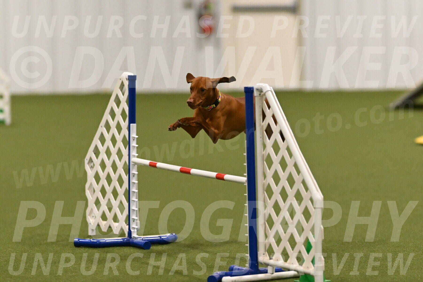 Rumble-Tim-Dillon-02876