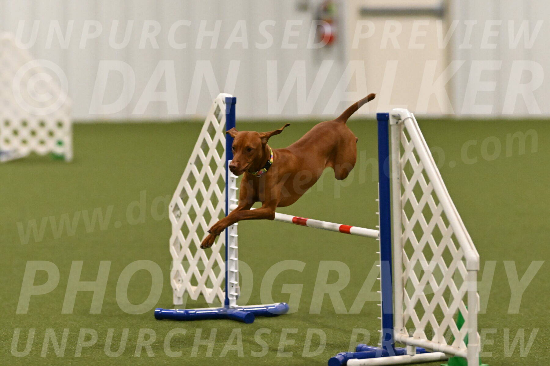 Rumble-Tim-Dillon-02878