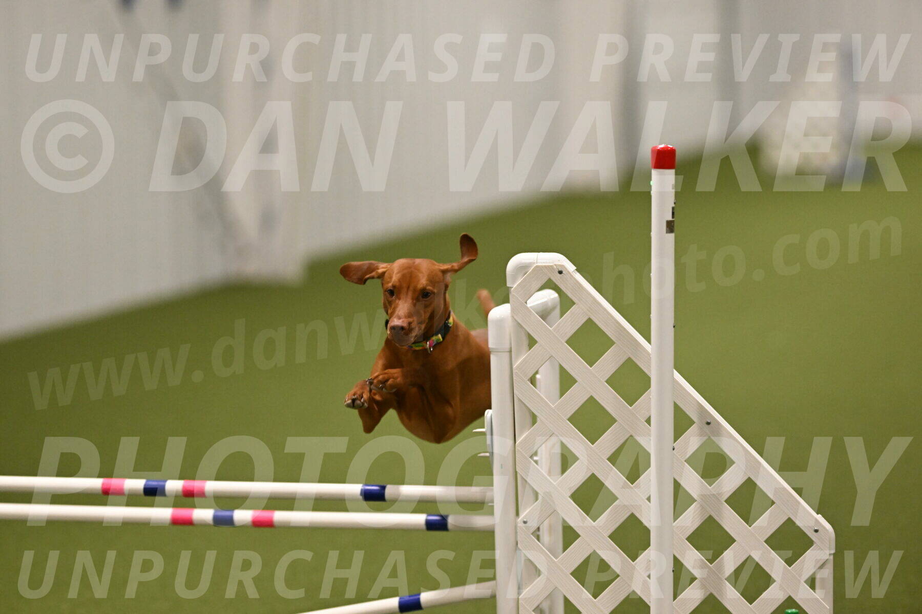 Rumble-Tim-Dillon-02880