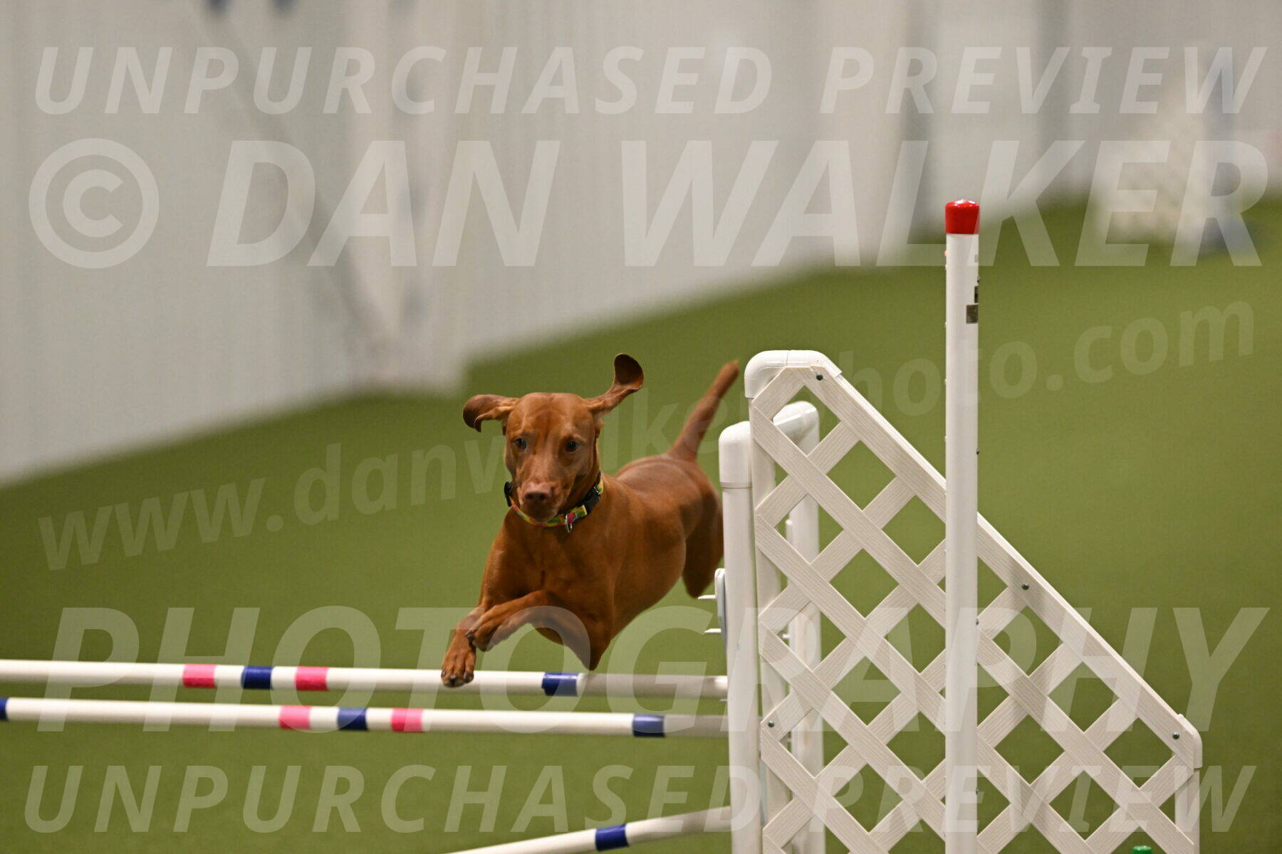 Rumble-Tim-Dillon-02881