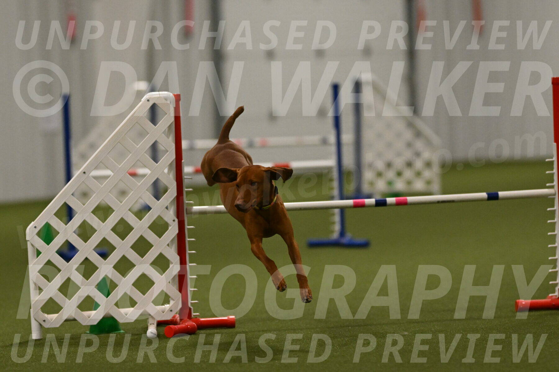 Rumble-Tim-Dillon-02884