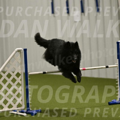 Score-Viola-Dyer-07435