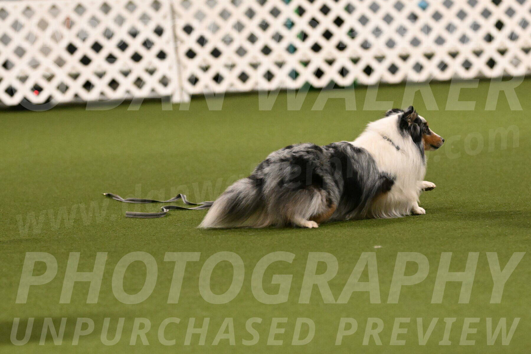 Shadow-Denise-Allison-02209