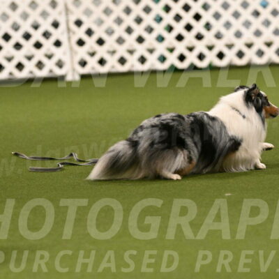 Shadow-Denise-Allison-02209