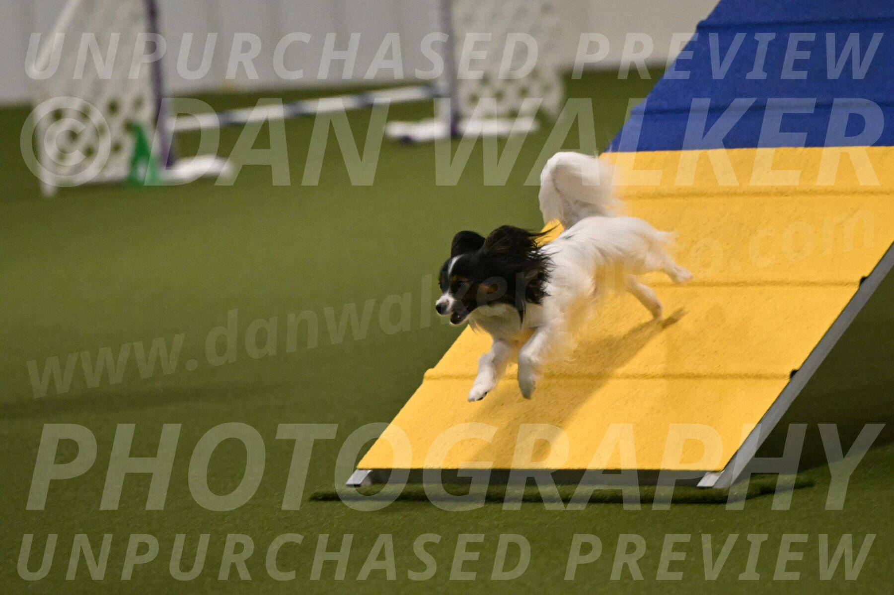 Sparky-Denise-Schneider-11541