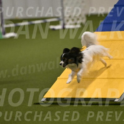 Sparky-Denise-Schneider-11541