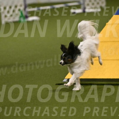 Sparky-Denise-Schneider-11542