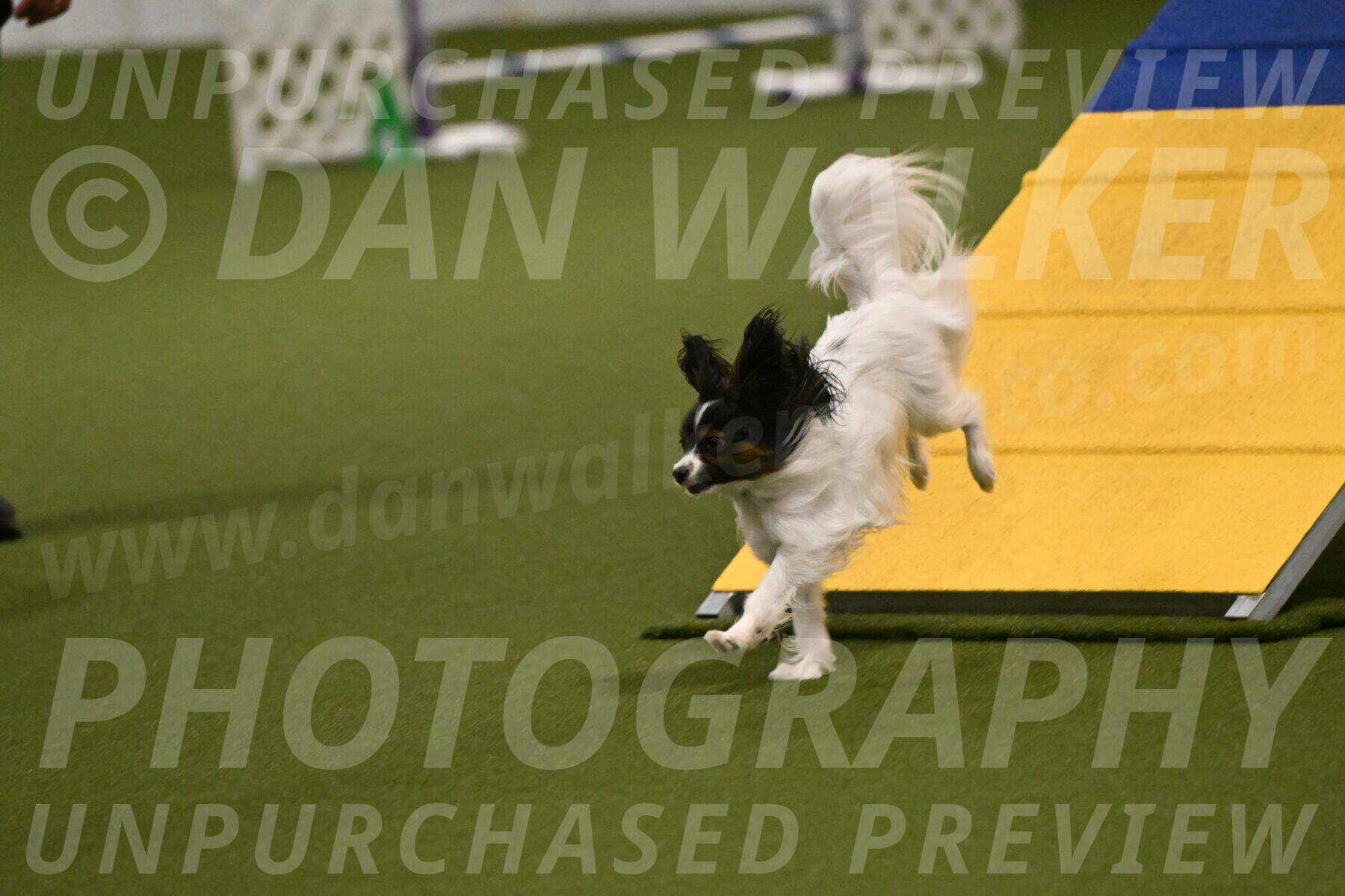 Sparky-Denise-Schneider-11542