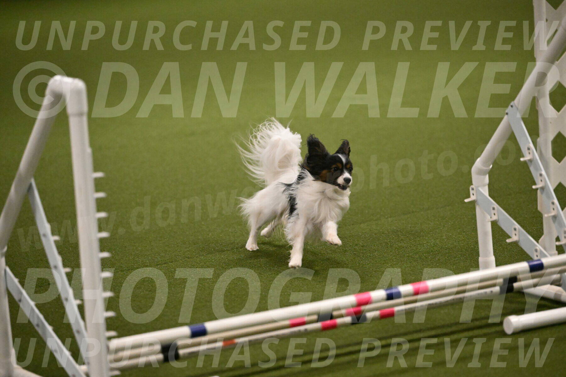 Sparky-Denise-Schneider-11543