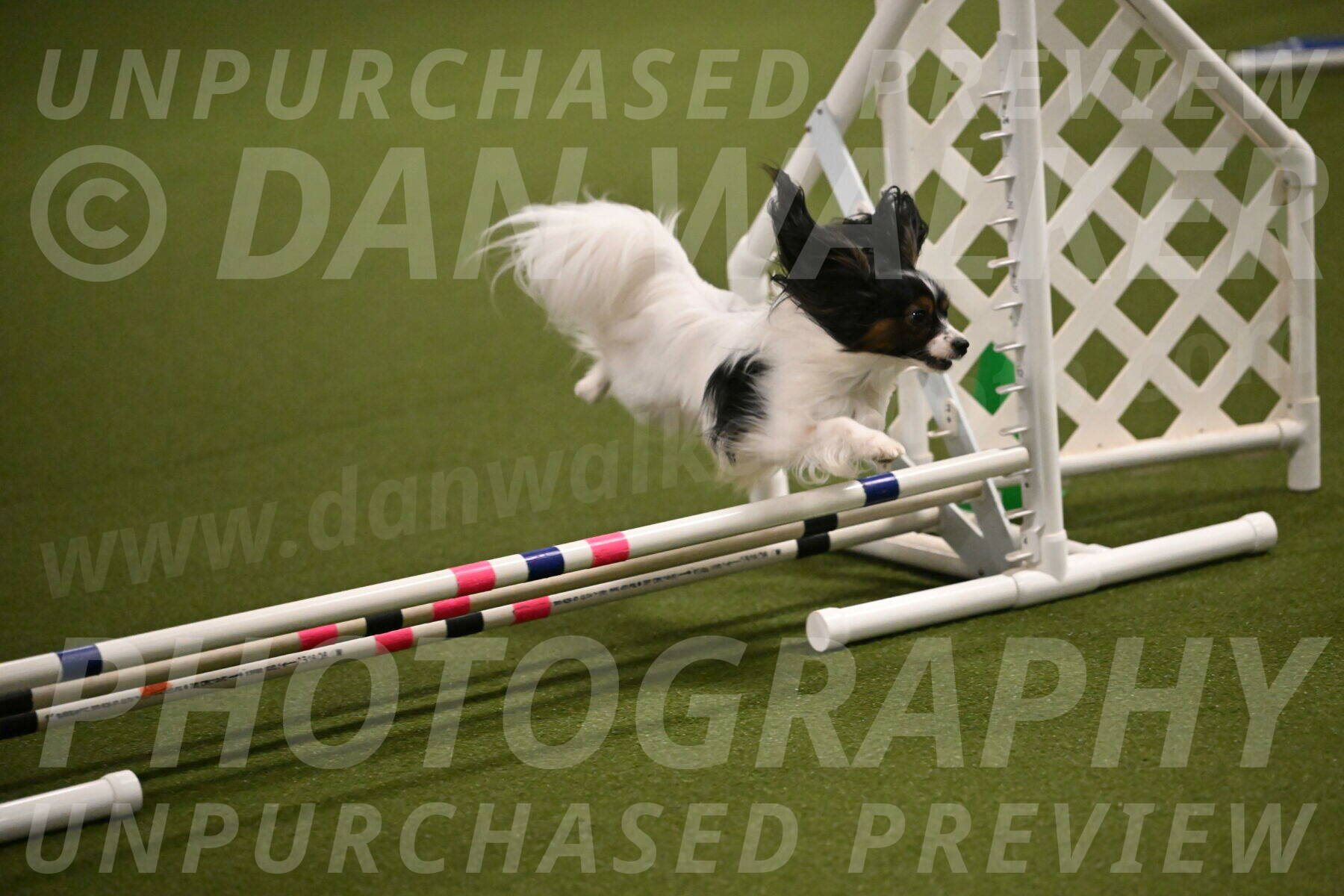 Sparky-Denise-Schneider-11545