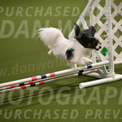 Sparky-Denise-Schneider-11545