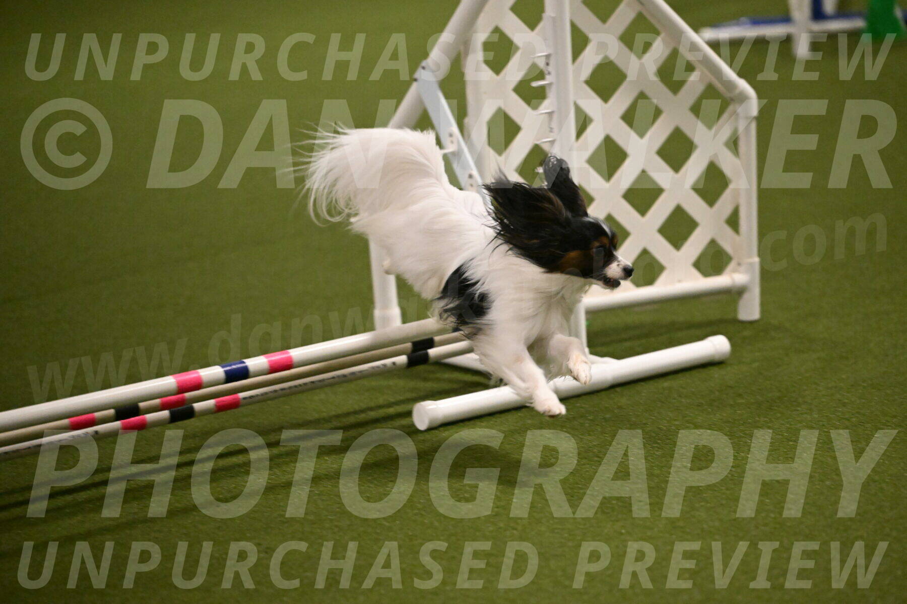 Sparky-Denise-Schneider-11546
