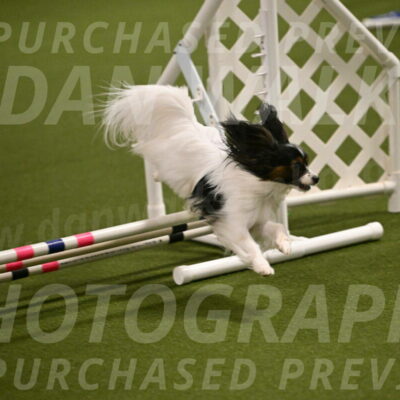 Sparky-Denise-Schneider-11546