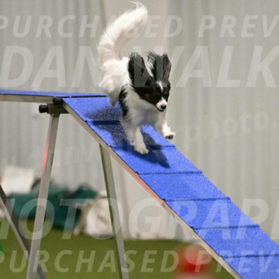 Sparky-Denise-Schneider-11547