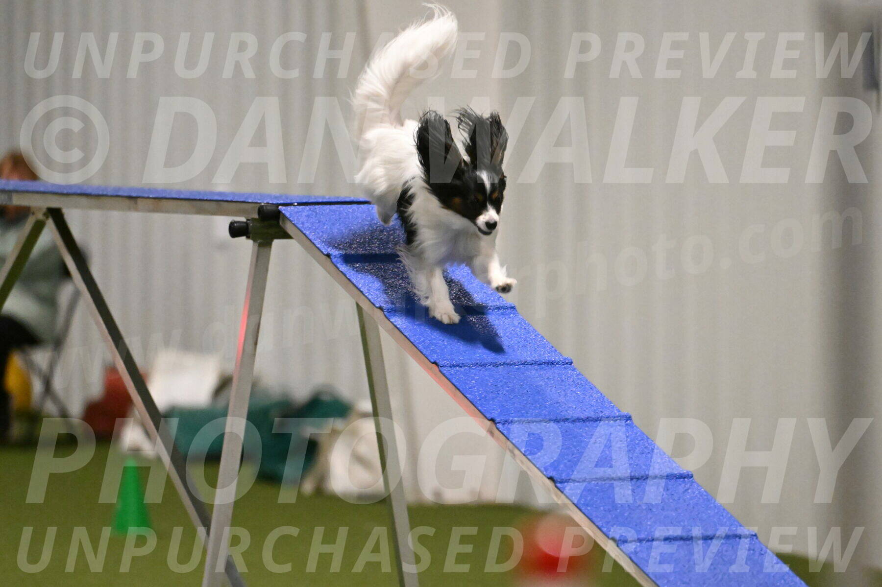 Sparky-Denise-Schneider-11547