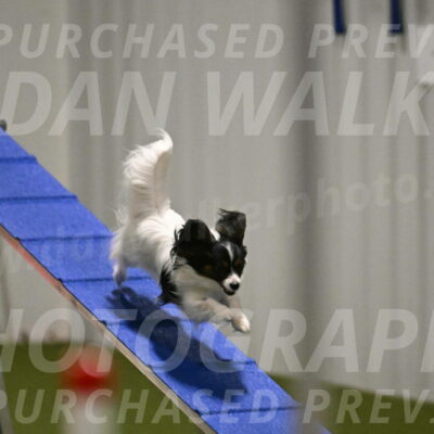 Sparky-Denise-Schneider-11549