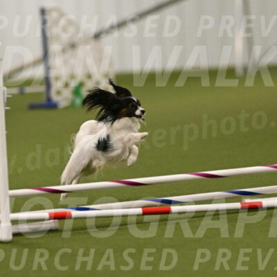 Sparky-Denise-Schneider-11553
