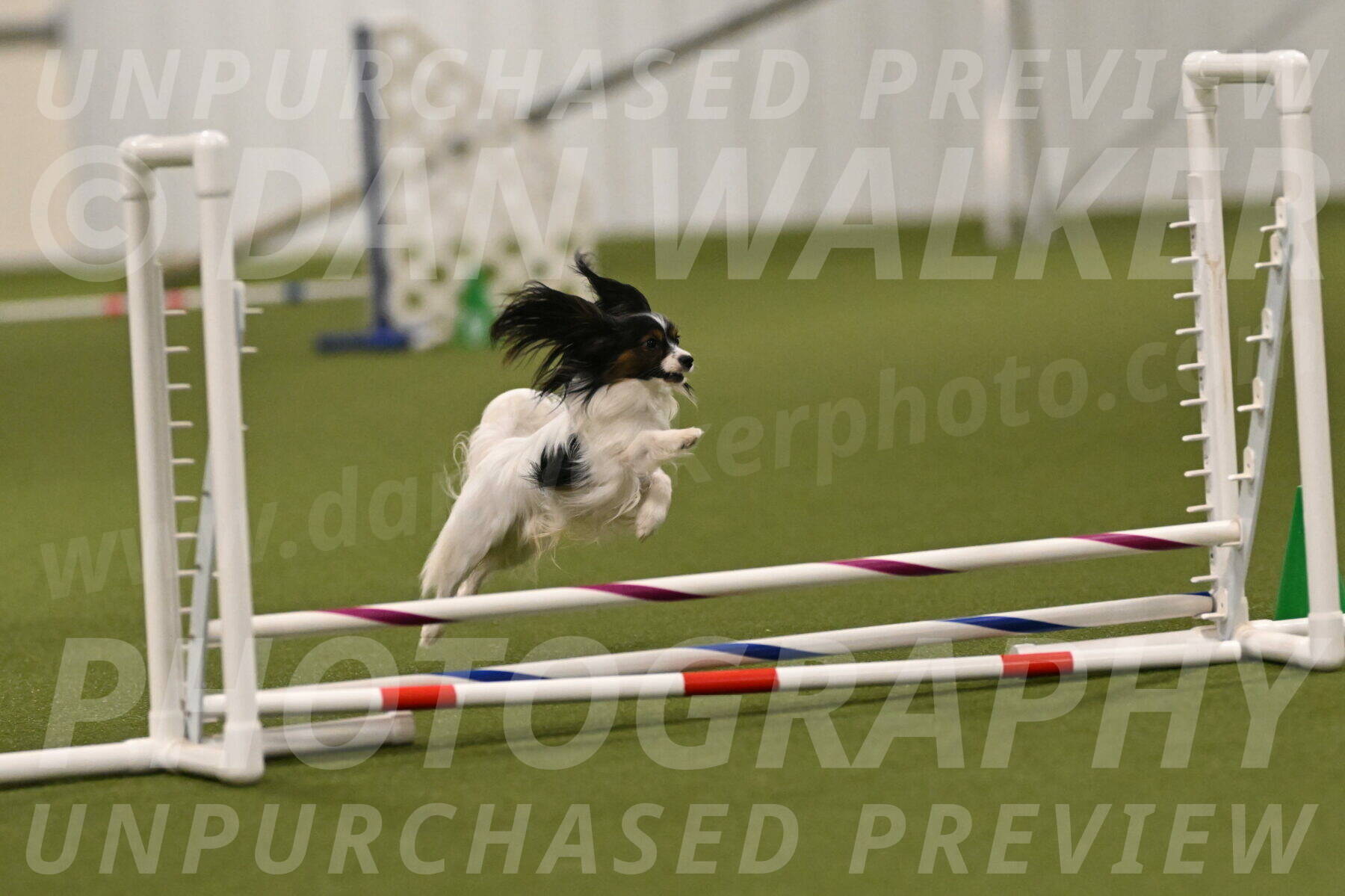 Sparky-Denise-Schneider-11553