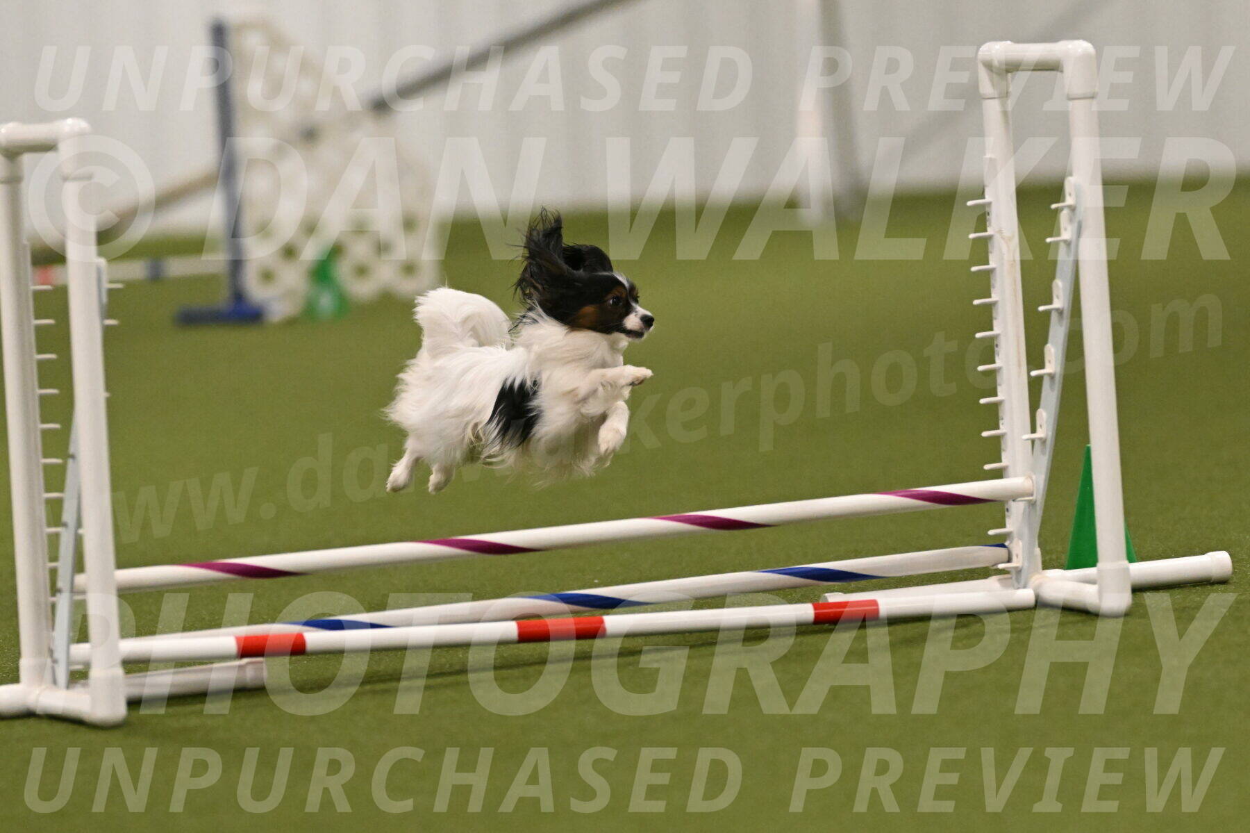Sparky-Denise-Schneider-11554