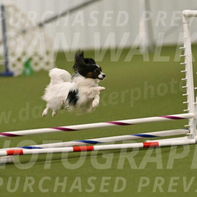 Sparky-Denise-Schneider-11554