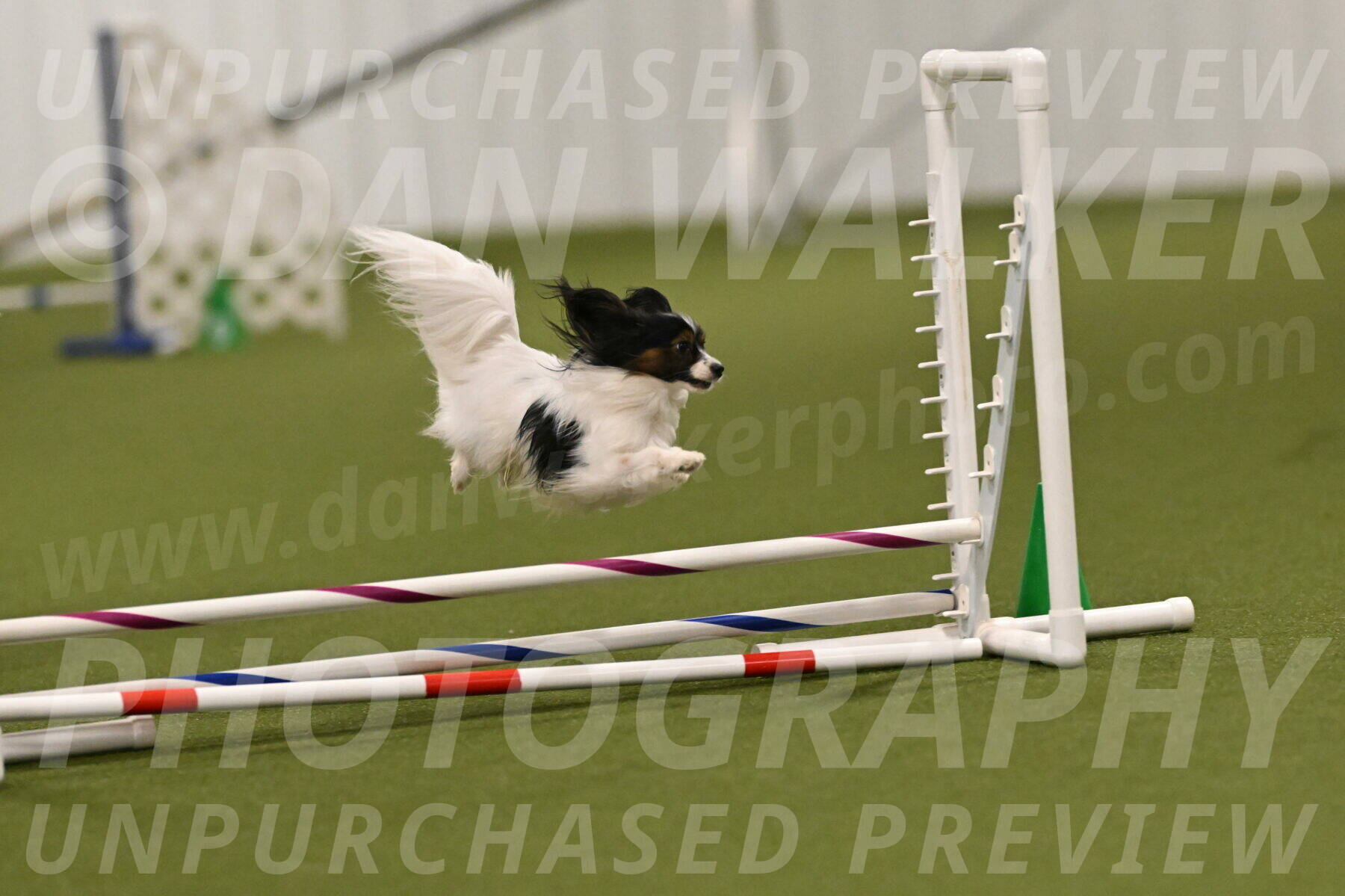 Sparky-Denise-Schneider-11555